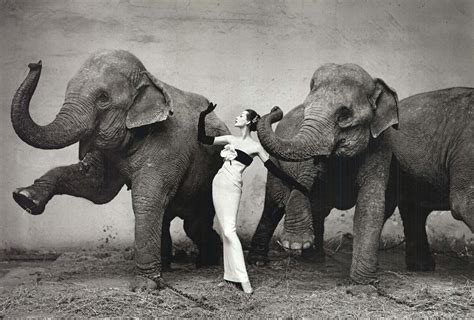 richard avedon elephant photo.